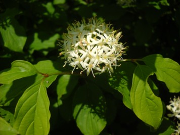 Cornus sanguinea